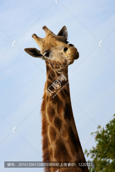 Rothschild,Giraffe肖像