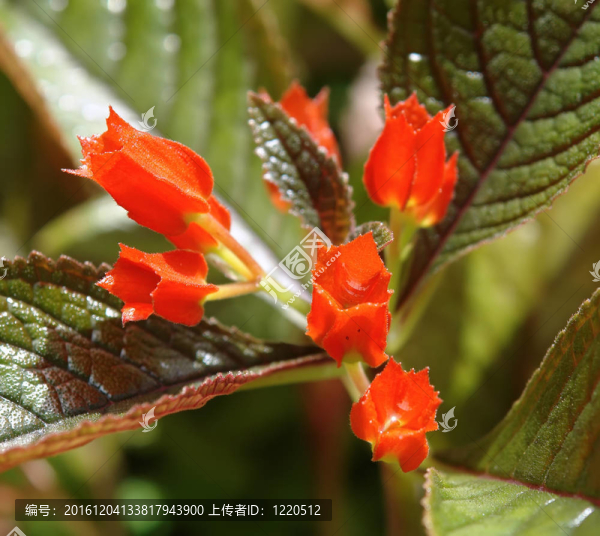 紅色的熱帶花卉