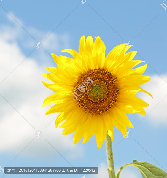 向日葵；Helianthus,annuus