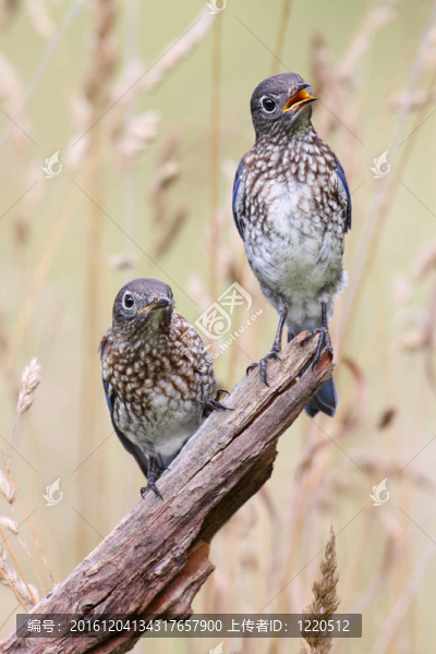 嬰兒藍(lán)知更鳥