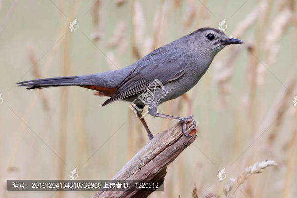Gray,Catbird（Dumetella研究）
