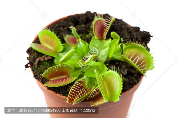 捕蠅草在鍋