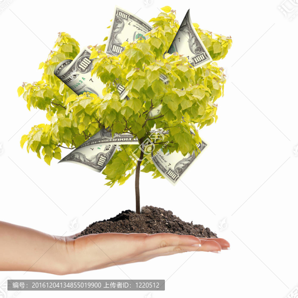 金錢樹