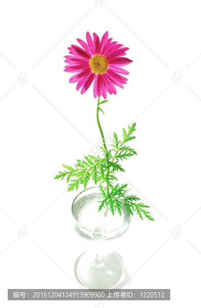 洋甘菊