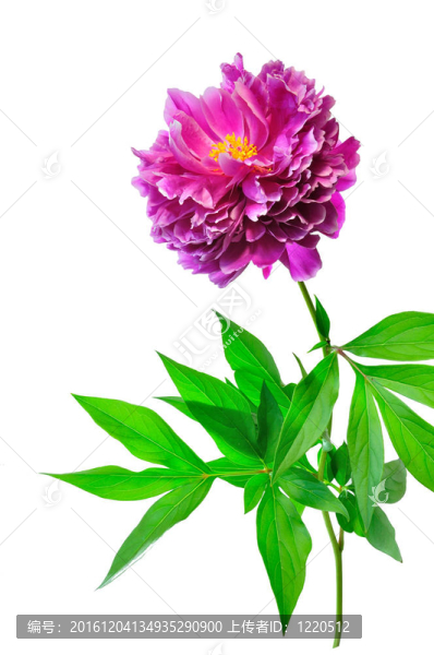 牡丹花