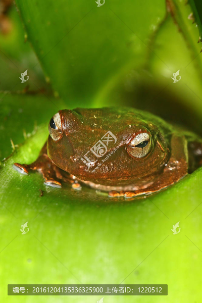 布朗coqui
