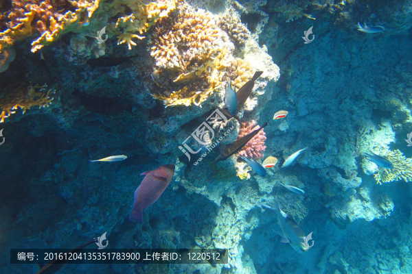 海里的七彩魚