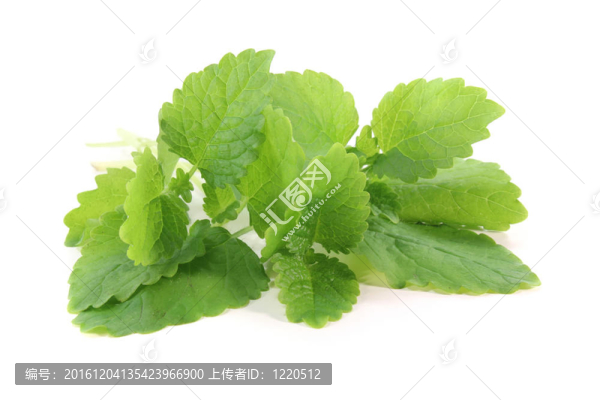 檸檬香蜂草