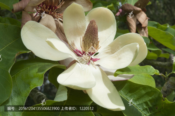 大葉木蘭