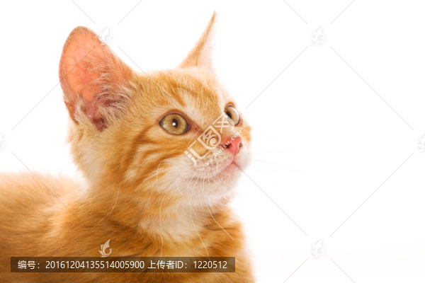 紅色的小貓咪