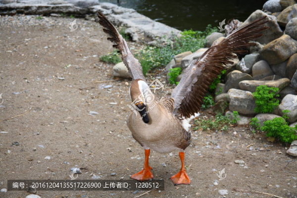 鵝的土地