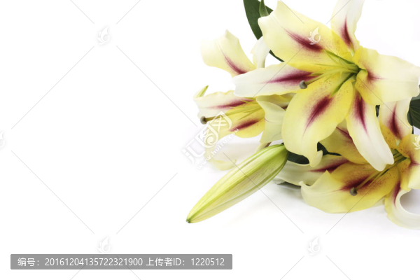 莉莉