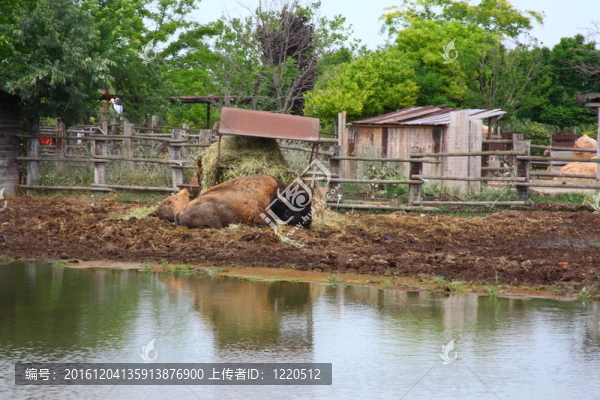 水牛