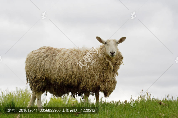 我的Ewe,Talkin
