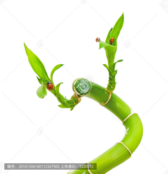 對竹一支瓢蟲