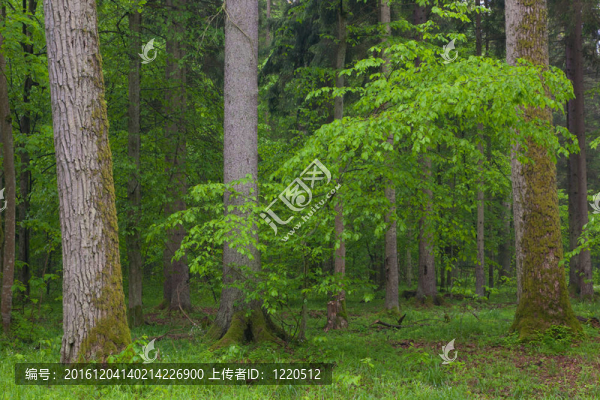 幼鵝耳櫪樹；對云杉的背景