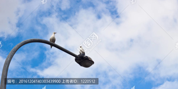 街燈上的海鷗