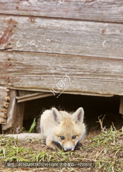 Fox試劑盒