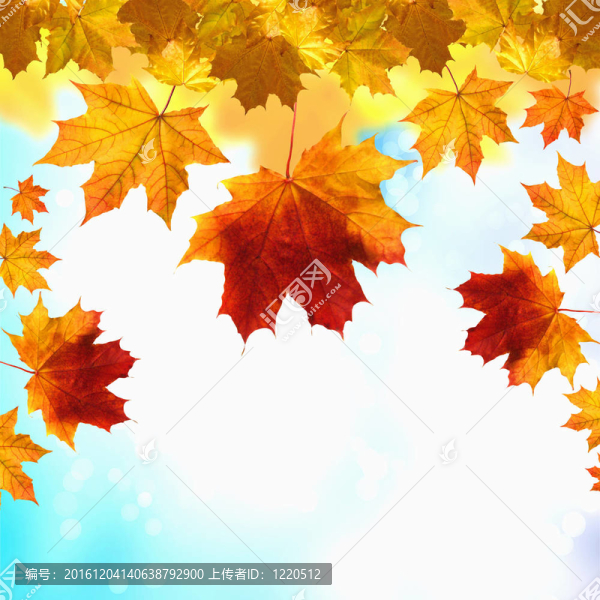 紅黃樹葉