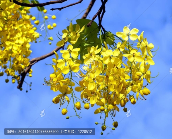 金鏈花的樹(shù)