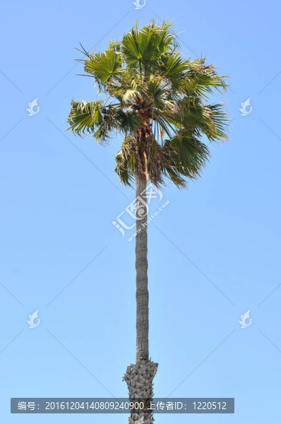 單一的棕櫚樹(shù)