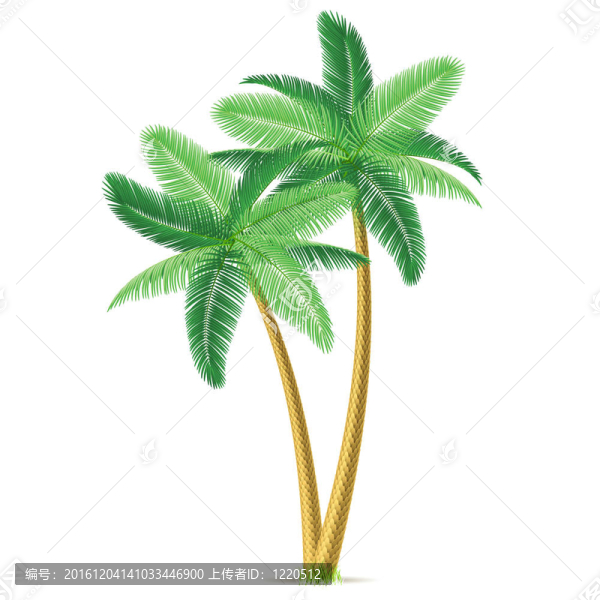 熱帶的棕櫚樹