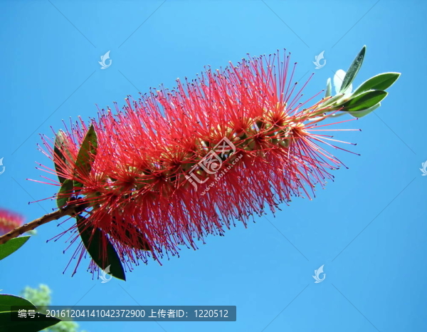 檸檬紅千層