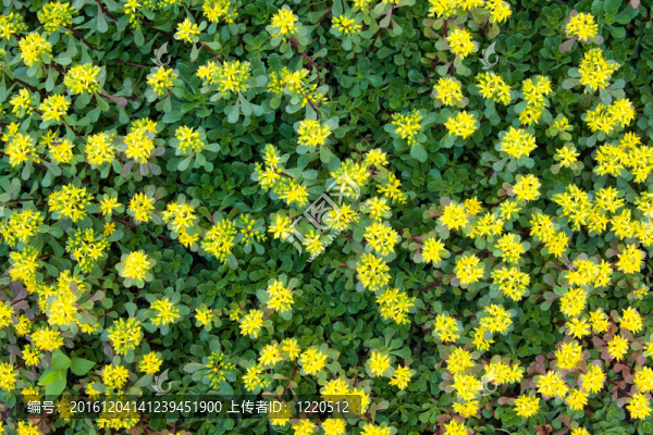 黃色的花