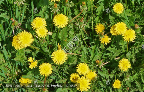 dandeloin