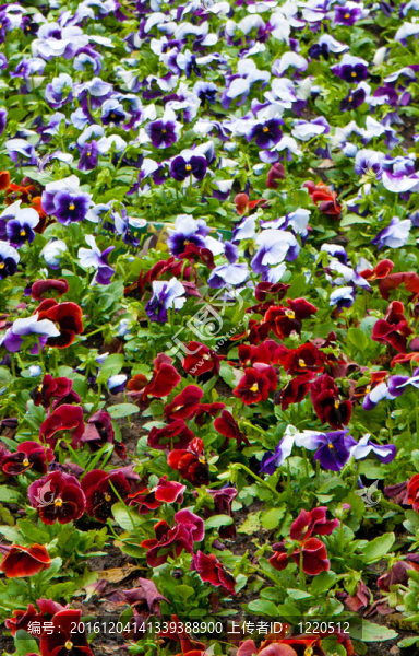 花