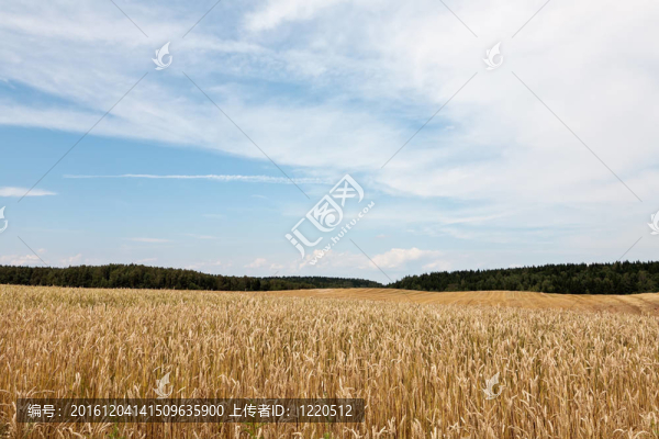 農(nóng)村的夏季景觀