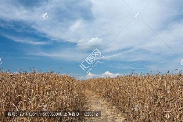 鄉(xiāng)村景觀