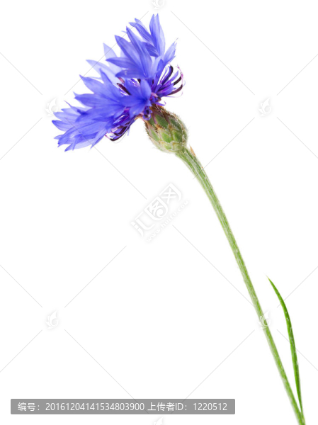 在白色背景的矢車(chē)菊。