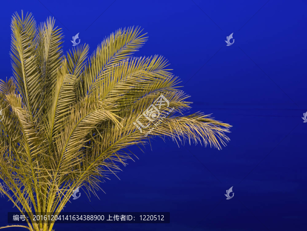 棕櫚樹對著夜空