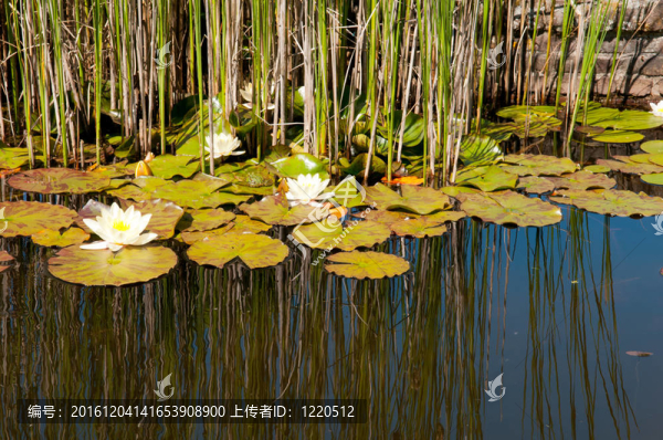 睡蓮池塘