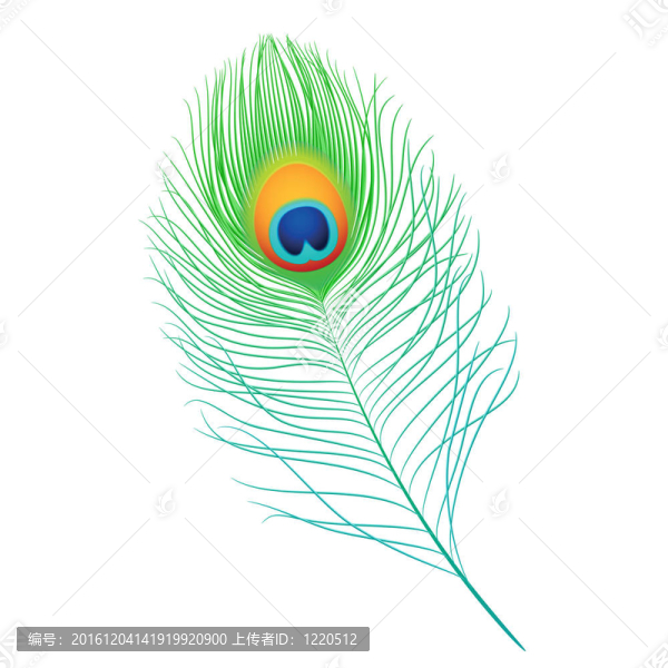 孔雀羽毛