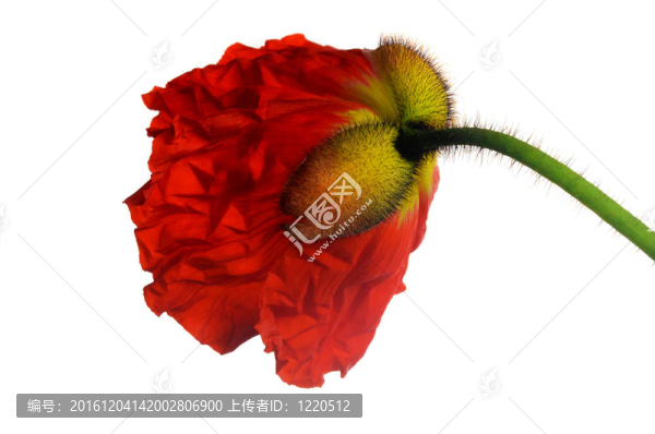 虞美人