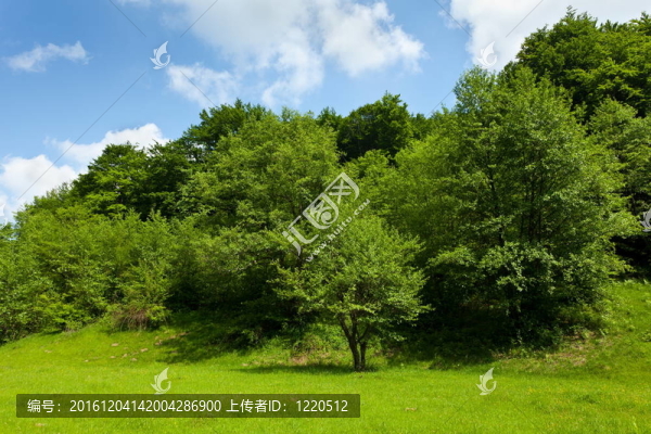 藍(lán)天下森林景觀