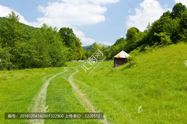 藍(lán)天下森林景觀