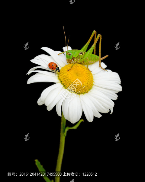 瓢蟲和蚱蜢坐在一朵雛菊