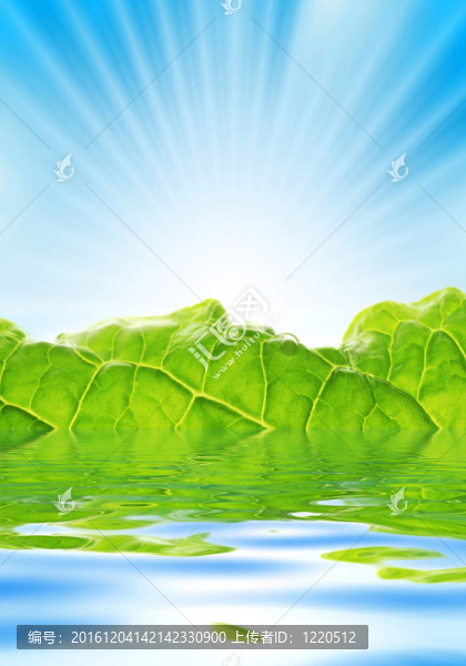 陽(yáng)光下升起的新鮮綠葉。