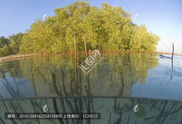熱帶瀉湖紅樹林