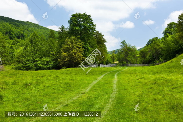 藍天下森林景觀