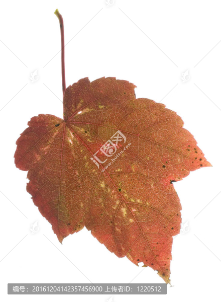 紅色的葉子