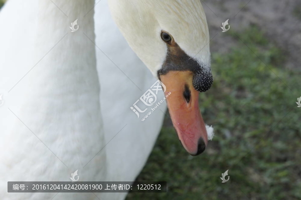 白天鵝