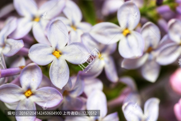 丁香花的HDR宏