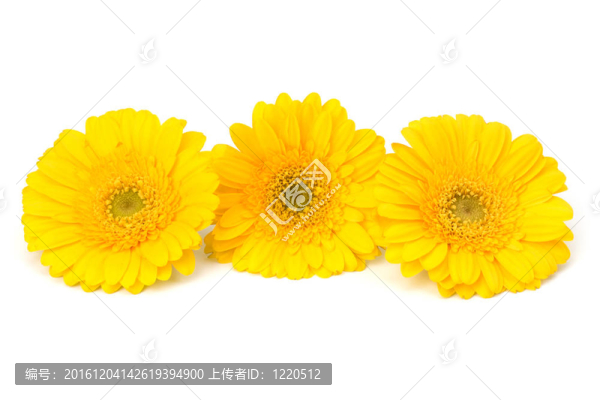 美麗的雛菊非洲菊