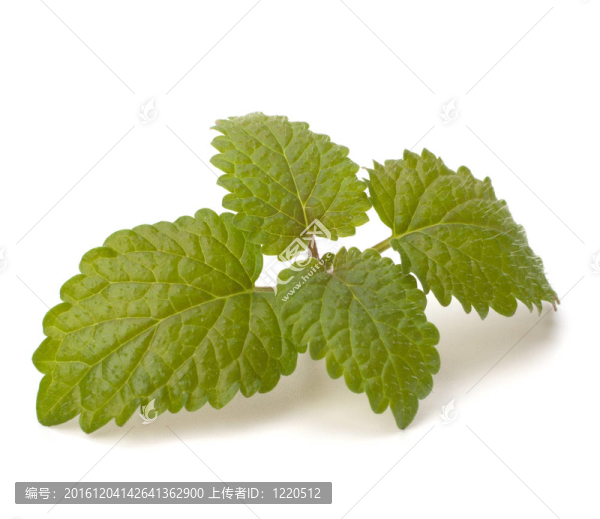佛手柑薄荷