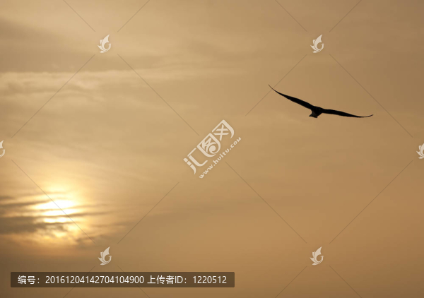 在飛行在夕陽魚鷹