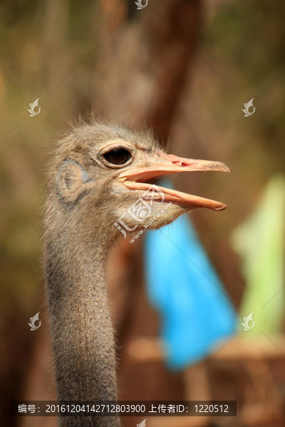 鴕鳥